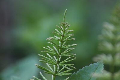 Equisetum pratense, photographed by ll r Ирина