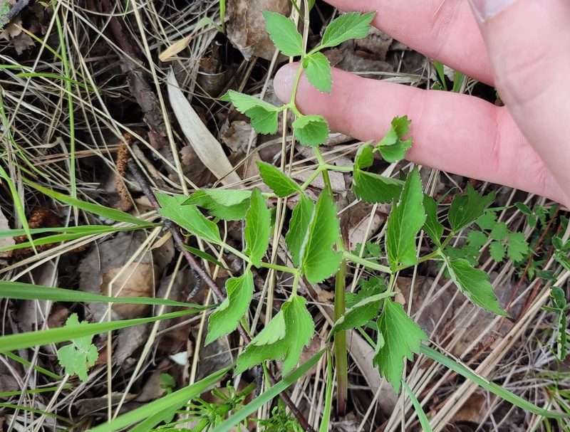 Ostericum palustre, photographed by Yurii Basov