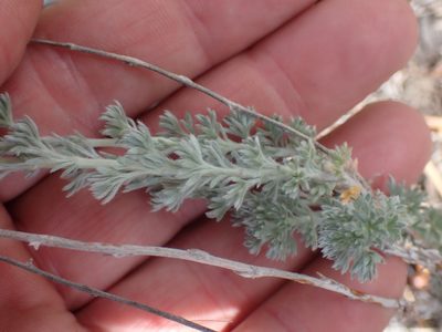 Artemisia frigida, photographed by Shane Johnson