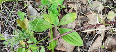 Plantago media, photographed by Yurii Basov