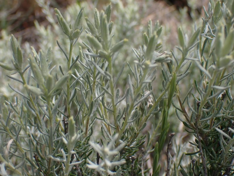 Tetradymia canescens, photographed by Shane Johnson