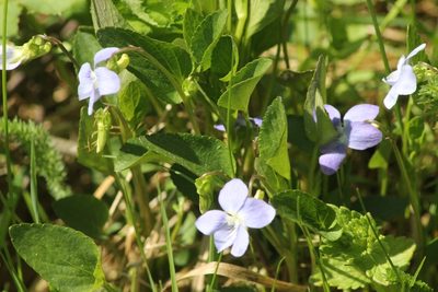 Viola canina, photographed by ll r Ирина