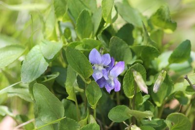 Viola canina, photographed by ll r Ирина