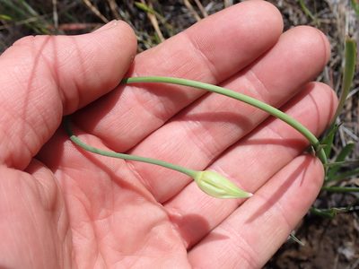 Allium cernuum, photographed by Shane Johnson