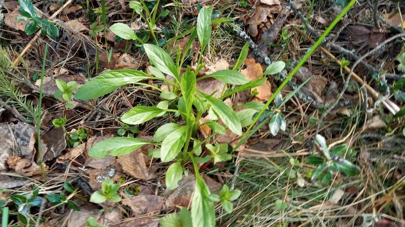 Solidago virgaurea, photographed by Tatiana Strus
