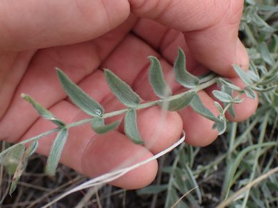 Oxytropis sericea, photographed by Shane Johnson