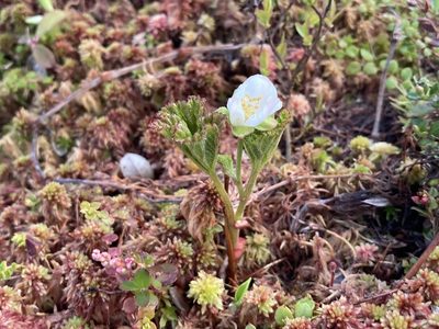 Rubus chamaemorus, photographed by Jake OFlaherty