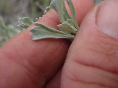 Artemisia tridentata, photographed by Shane Johnson