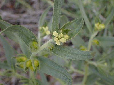 Lithospermum ruderale, photographed by Shane Johnson