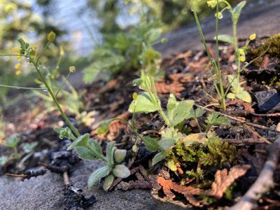 Draba nemorosa, photographed by Jake OFlaherty