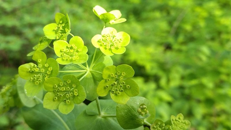 Bupleurum aureum, photographed by Екатерина Гущина