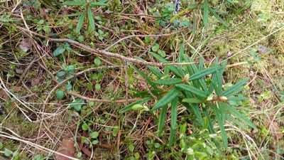 Rhododendron tomentosum, photographed by Tatiana Strus