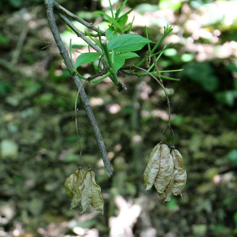 Staphylea colchica, photographed by Юрий Данилевский (Yuriy Danilevsky)