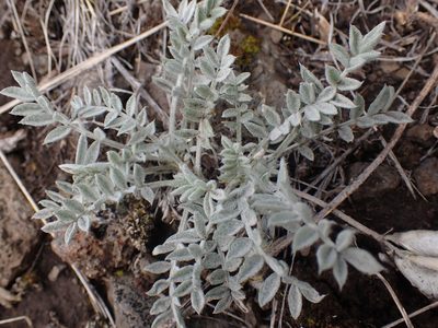 Astragalus purshii, photographed by Shane Johnson