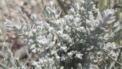 Lepidospartum squamatum