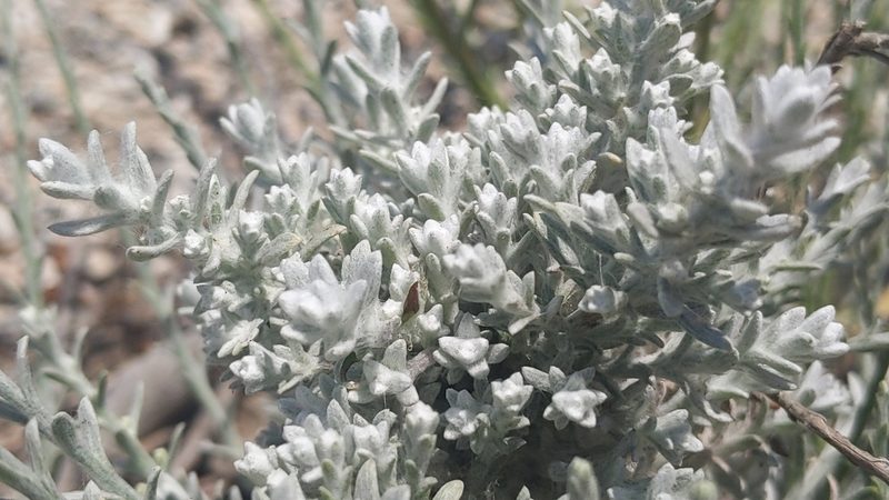Lepidospartum squamatum, photographed by velodrome