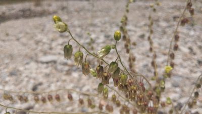 Emmenanthe penduliflora