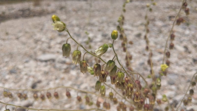 Emmenanthe penduliflora, photographed by velodrome