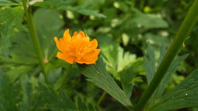 Trollius asiaticus, photographed by Екатерина Гущина