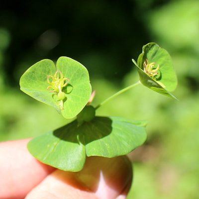 Euphorbia macroceras, photographed by Юрий Данилевский (Yuriy Danilevsky)