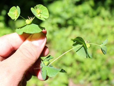 Euphorbia macroceras, photographed by Юрий Данилевский (Yuriy Danilevsky)