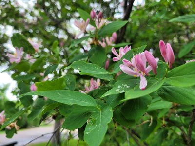 Lonicera tatarica, photographed by Kathlin Simpkins