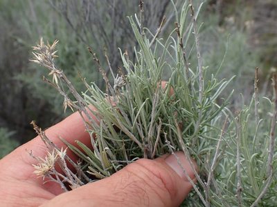 Ericameria nauseosa, photographed by Shane Johnson