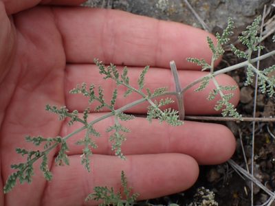 Lomatium macrocarpum