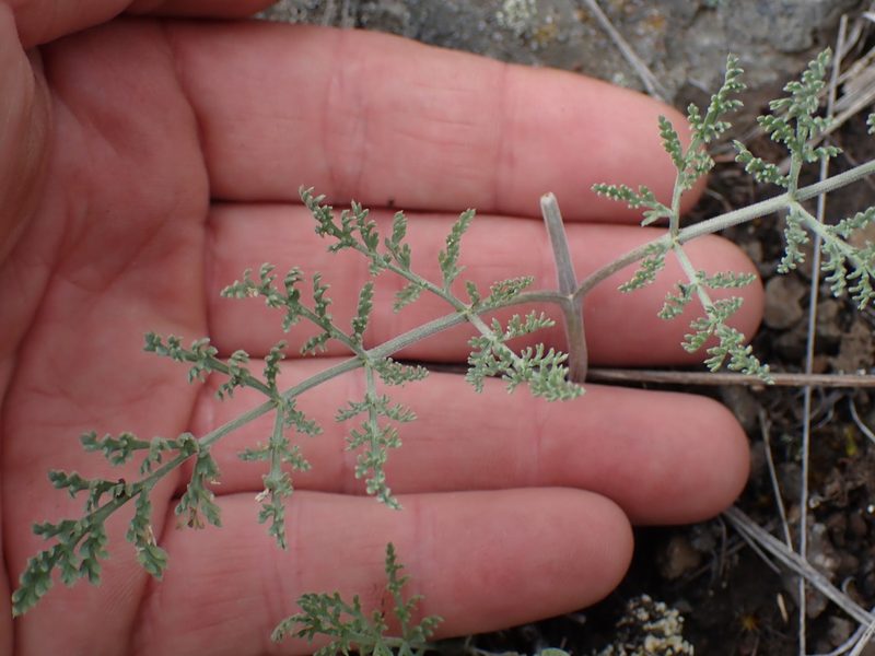 Lomatium macrocarpum, photographed by Shane Johnson