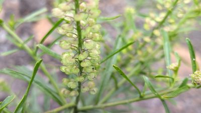 Lepidium densiflorum, photographed by Екатерина Гущина