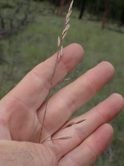 Festuca campestris, photographed by Shane Johnson