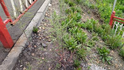 Lappula squarrosa, photographed by Екатерина Гущина