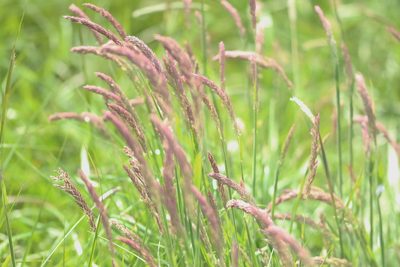 Holcus lanatus, photographed by Charlie Farrell