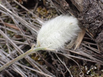 Astragalus purshii, photographed by Shane Johnson