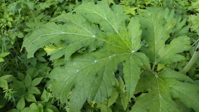 Heracleum dissectum, photographed by Екатерина Гущина