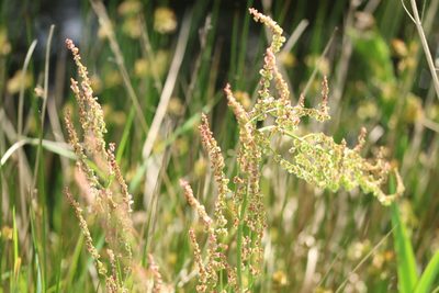 Rumex acetosa, photographed by Charlie Farrell