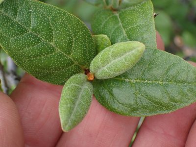 Shepherdia canadensis, photographed by Shane Johnson