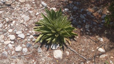 Verbascum thapsus, photographed by velodrome