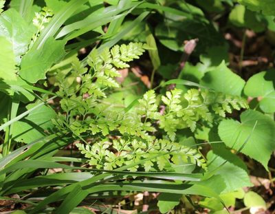Asplenium adiantum-nigrum, photographed by Юрий Данилевский (Yuriy Danilevsky)