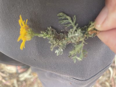 Glebionis coronaria