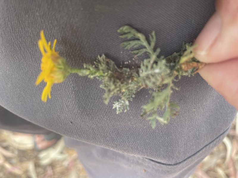 Glebionis coronaria, photographed by Jim Riley