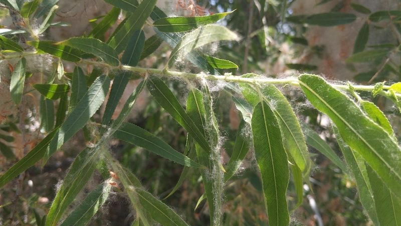 Salix gooddingii, photographed by velodrome