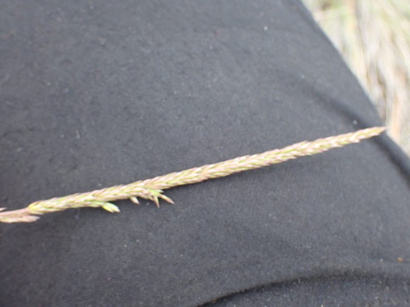 Koeleria macrantha, photographed by Shane Johnson