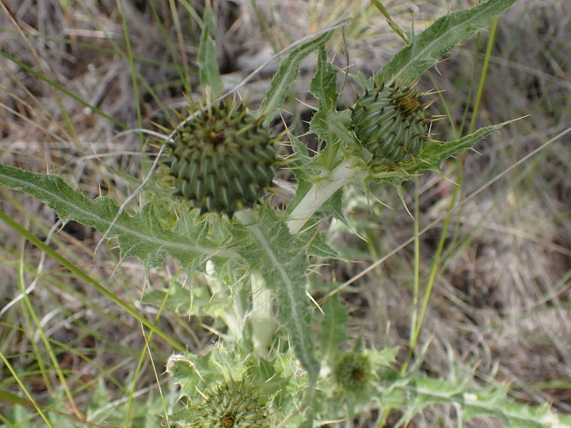Cirsium undulatum, photographed by Shane Johnson