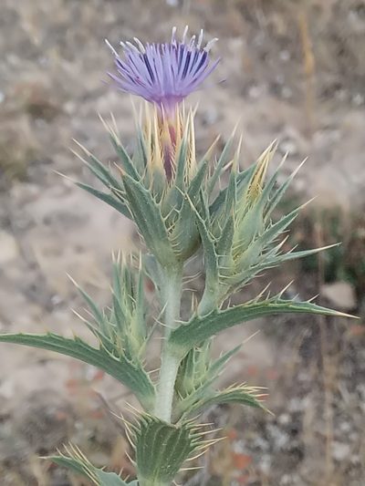 Carduncellus pectinatus, photographed by Karim Haddad