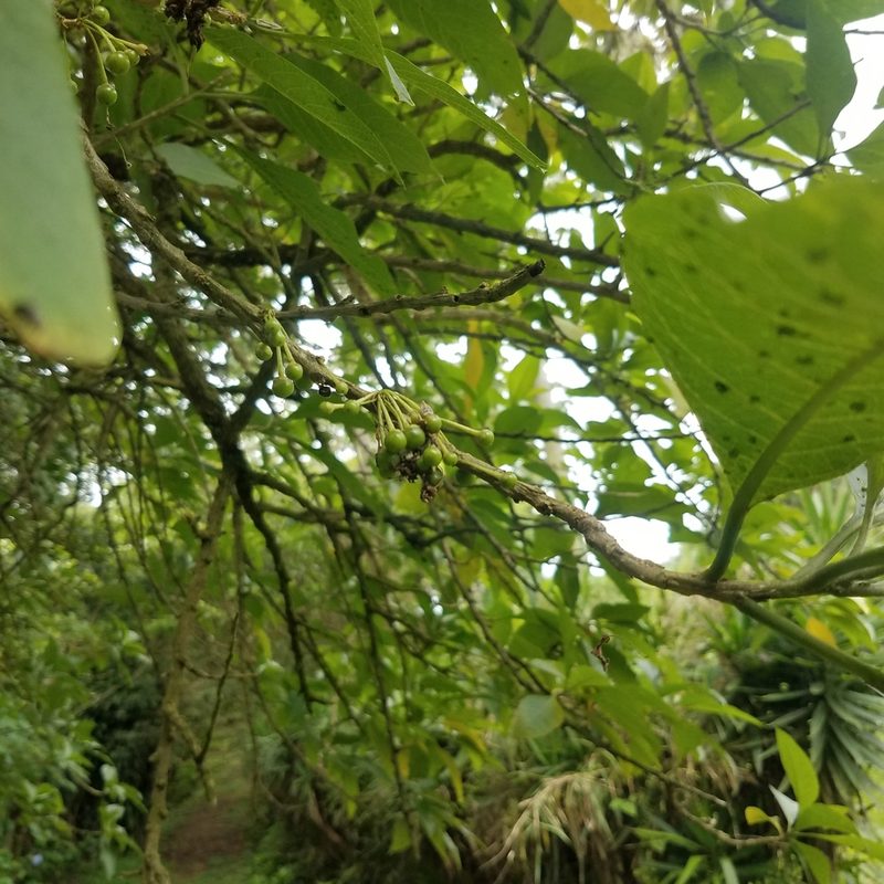 Iochroma arborescens, photographed by geralg