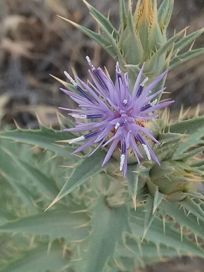 Carduncellus pectinatus, photographed by Karim Haddad