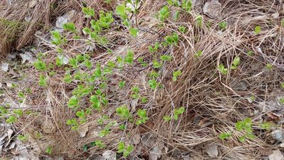 Vaccinium uliginosum, photographed by Tatiana Strus
