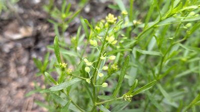 Lepidium ruderale, photographed by Екатерина Гущина