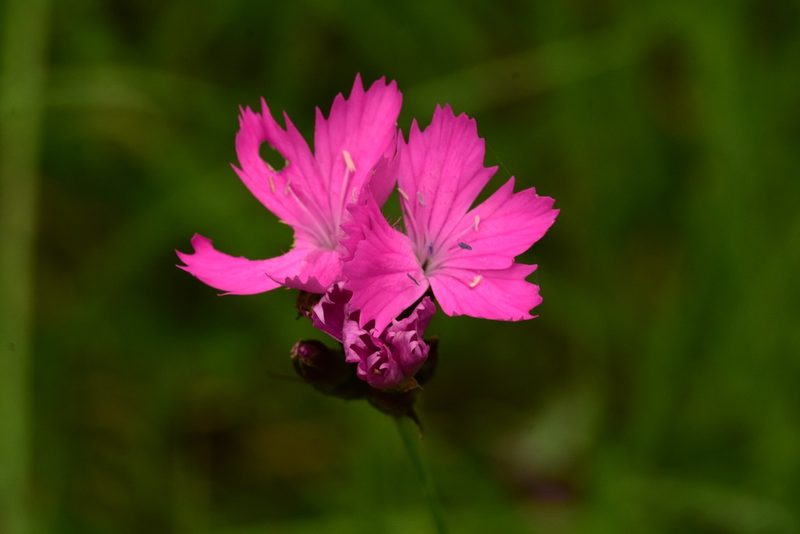Dianthus carthusianorum, photographed by Thorsten Hackbarth
